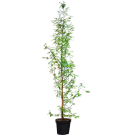 Метасеквоя гліптостробусова купить