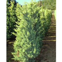 Кипарис аризонский Фастигиата ауреа купить