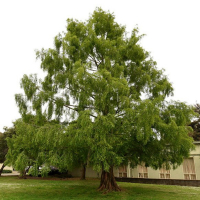 Метасеквоя гліптостробусова купить