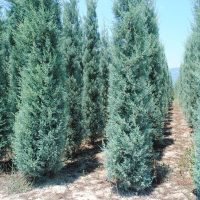 Кипарис аризонский Фастигиата купить