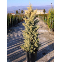 Кіпаріс арізонський Фастігіата ауреа купить