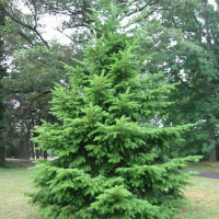 Псевдотсуга Мензиса купить