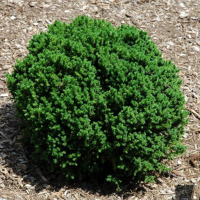 Криптомерія японська Вілморініана купить