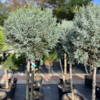 Кіпаріс арізонський Фастігіата на штамбі купить