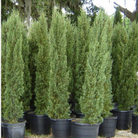 Купресус вічнозелений купить