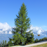 Лиственница европейская купить