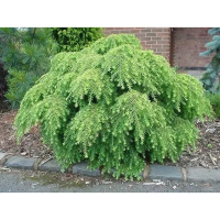 Тсуга канадська Джедделох купить