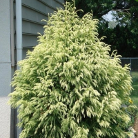 Криптомерія японська Секкан купить