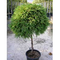 Японська криптомерія на штамбі купить