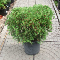 Туя западная Тини Тим купить