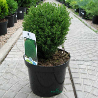 Туя західна Тедді купить