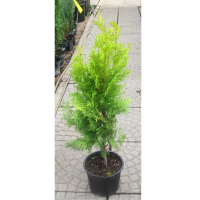 Туя восточная Пирамидалис Ауреа купить