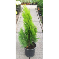 Туя восточная Пирамидалис Ауреа купить