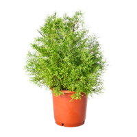 Туя західна 