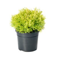 Туя західна 