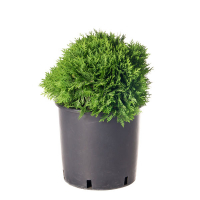 Туя западная Даника купить