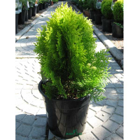 Туя східна Аурея Нана купить