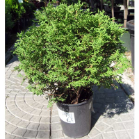 Туя західна 