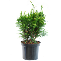 Туя гигантская Кан-кан купить