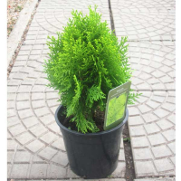 Туя східна Aurea Nana купить