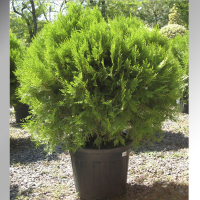 Туя восточная Аурея Нана купить