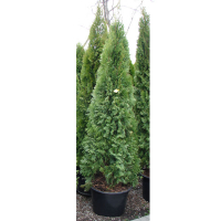 Туя западная Смарагд купить