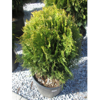 Туя восточная Ауреа Нана купить