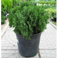 Туя западная Даника купить