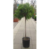 Туя восточная Ауреа Нана купить