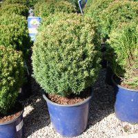 Туя західна Тедді купить