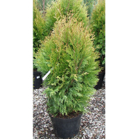 Туя гигантская Корник купить