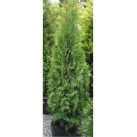 Туя западная Смарагд купить