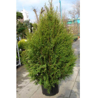 Туя західна 