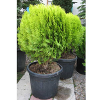 Туя Східна Ауреа Нана купить