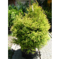 Туя західна 