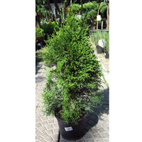 Туя западная Смарагд купить