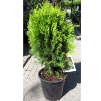 Туя восточная Ауреа Нана купить