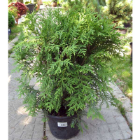 Туя западная Вудварди купить