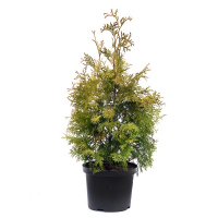 Туя західна 