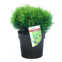 Туя західна Даніка купить