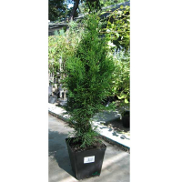 Туя западная Смарагд купить