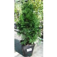 Туя Смарагд купить