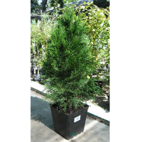 Туя Смарагд купить