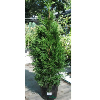 Туя Смарагд купить