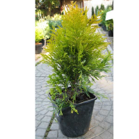 Туя западная Голден Смарагд купить