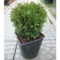 Туя західна 