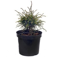 Туя складчаста 