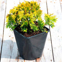 Туя западная Голден Глоб купить