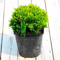 Туя западная Даника купить