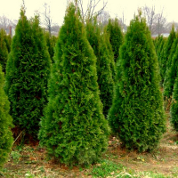 Туя західна Смарагд купить